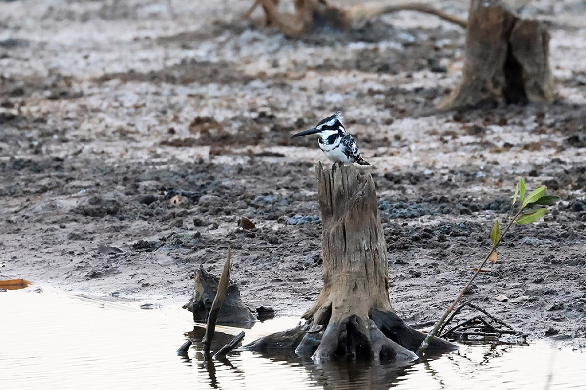 Pied Kingfisher
